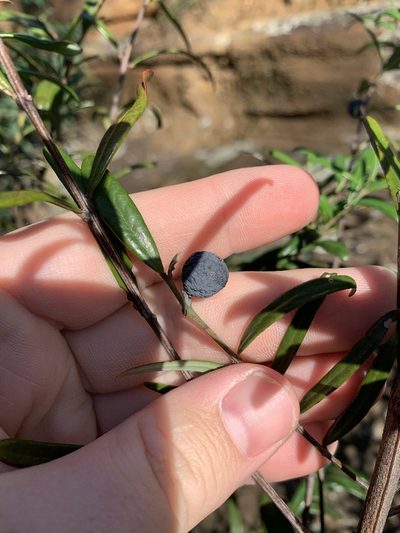 Santalum obtusifolium, photographed by Guy Taseski