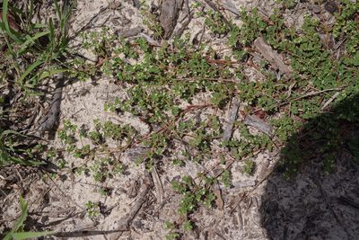 Euphorbia cordifolia, photographed by Michelle W. （鍾偉瑋）