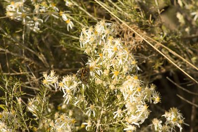Olearia subspicata, photographed by Tony Eales