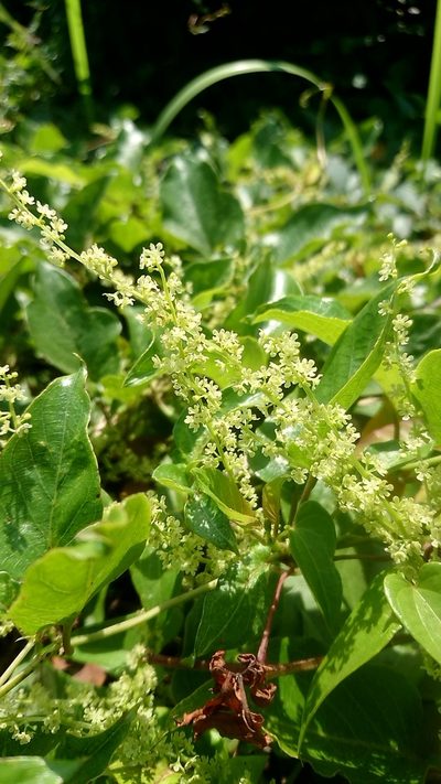 Dioscorea tokoro, photographed by WATANABE Hitoshi 渡辺仁
