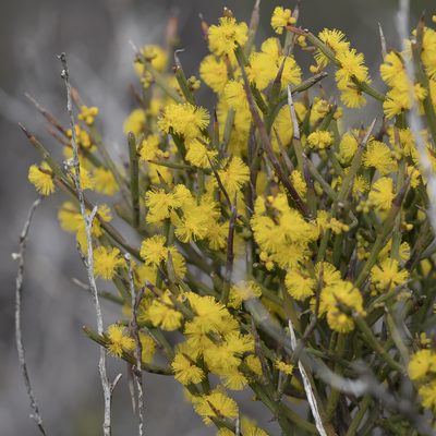 Acacia spinescens, photographed by Kym Nicolson
