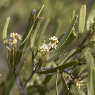 Geijera linearifolia, photographed by Kym Nicolson