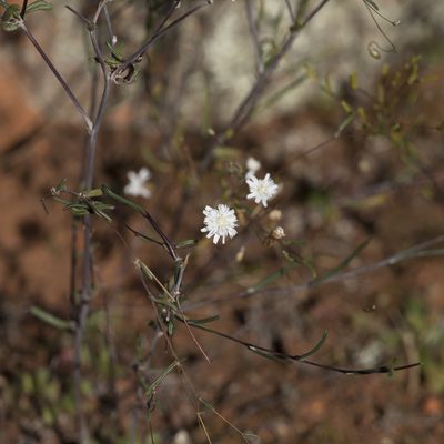 Podolepis capillaris, photographed by Kym Nicolson