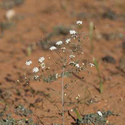 Podolepis capillaris, photographed by Kym Nicolson