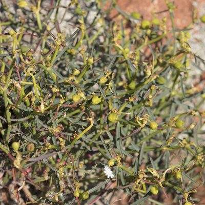 Euphorbia tannensis, photographed by Kym Nicolson