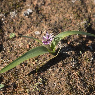 Wurmbea australis, photographed by Kym Nicolson