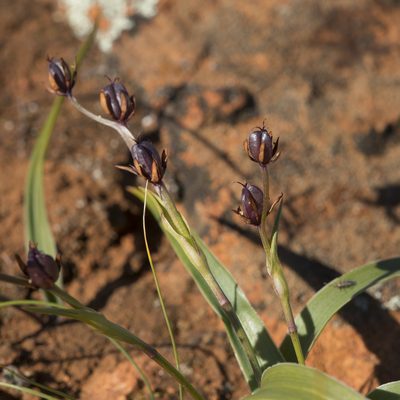 Wurmbea australis, photographed by Kym Nicolson