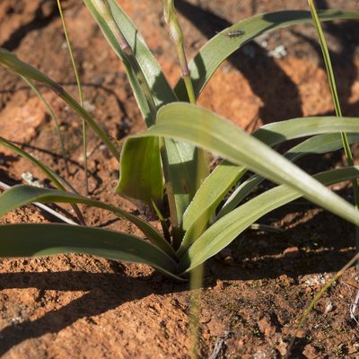 Wurmbea australis, photographed by Kym Nicolson