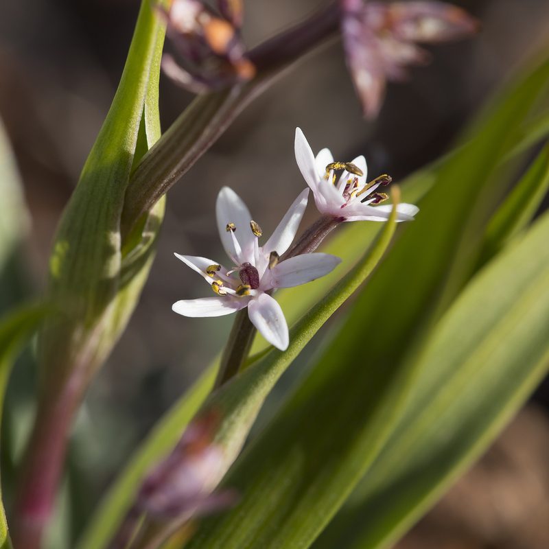 Wurmbea australis, photographed by Kym Nicolson