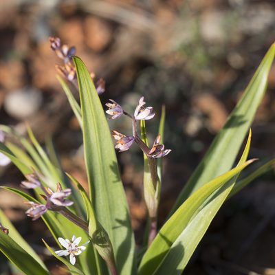Wurmbea australis, photographed by Kym Nicolson