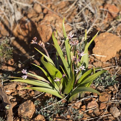 Wurmbea australis, photographed by Kym Nicolson