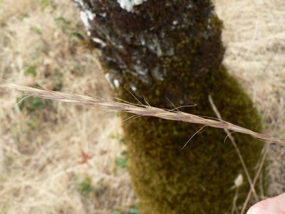 Elymus glaucus, photographed by J Straka