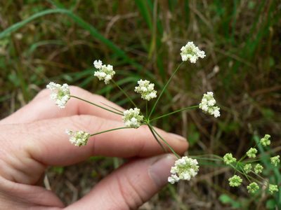 Perideridia gairdneri, photographed by J Straka