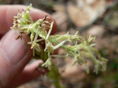 Platanthera transversa