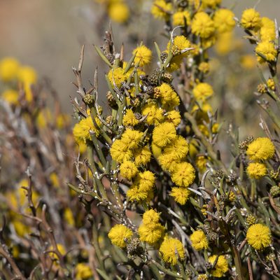 Acacia continua, photographed by Kym Nicolson