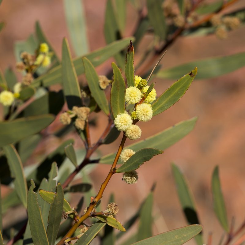 Acacia notabilis, photographed by Kym Nicolson