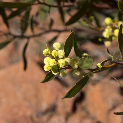 Acacia notabilis, photographed by Kym Nicolson