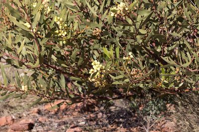 Acacia notabilis, photographed by Kym Nicolson
