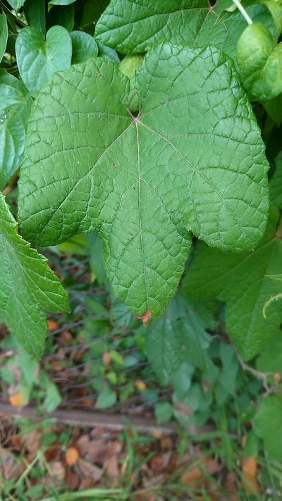 Vitis ficifolia, photographed by WATANABE Hitoshi 渡辺仁