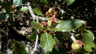 Crataegus baroussana, photographed by Leticia Jiménez Hernández