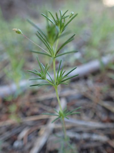 Leptosiphon harknessii, photographed by Lindsey K. Wise