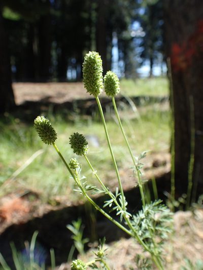 Sanguisorba occidentalis, photographed by Lindsey K. Wise