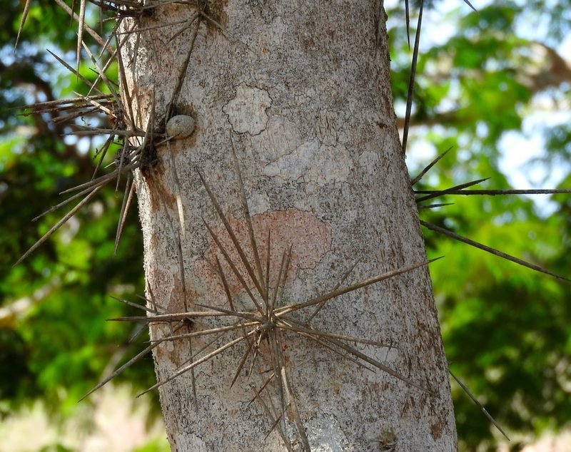 Xylosma intermedia, photographed by Francisco Farriols Sarabia