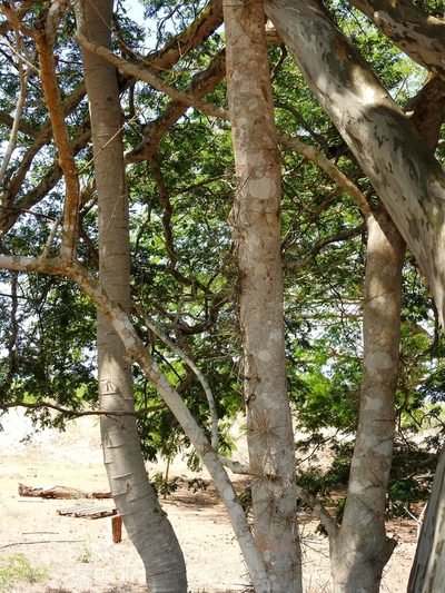 Xylosma intermedia, photographed by Francisco Farriols Sarabia