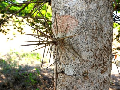 Xylosma intermedia, photographed by Francisco Farriols Sarabia