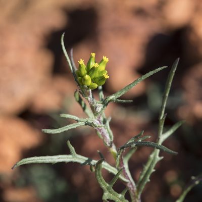 Senecio glossanthus, photographed by Kym Nicolson