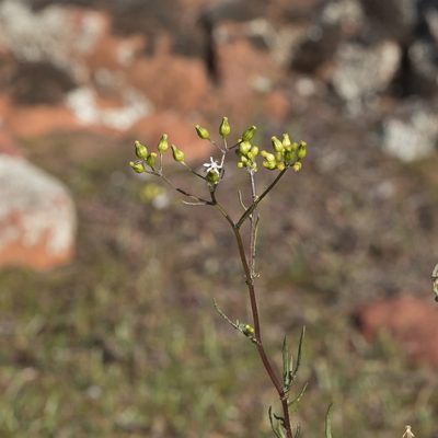 Senecio glossanthus, photographed by Kym Nicolson