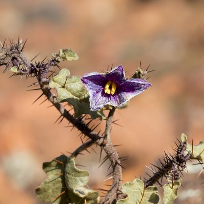 Solanum petrophilum, photographed by Kym Nicolson