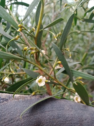 Eremophila deserti, photographed by Nina Kerr