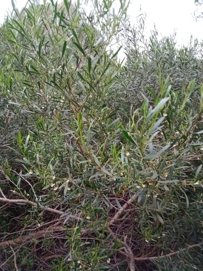 Eremophila deserti, photographed by Nina Kerr