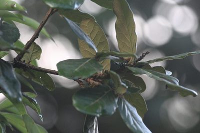 Quercus semecarpifolia, photographed by Ramnarayan K