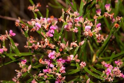 Jacksonia thesioides, photographed by dhfischer