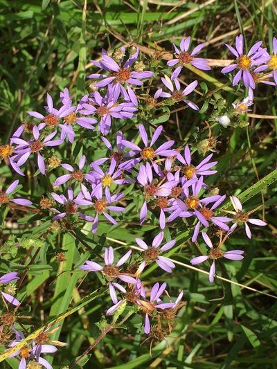 Eurybia compacta, photographed by Becky Dill