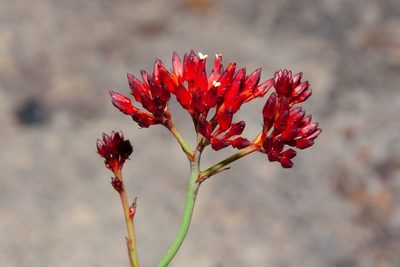 Haemodorum coccineum, photographed by dhfischer