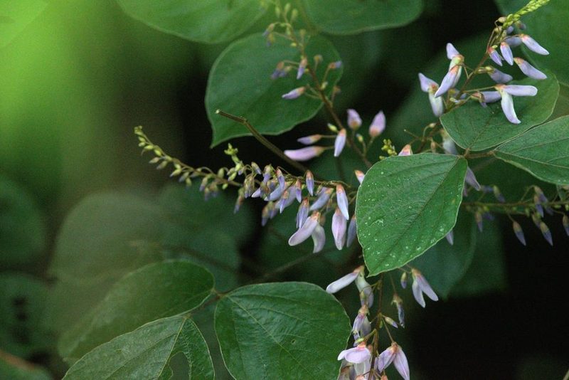 Sunhangia elegans, photographed by Ramnarayan K