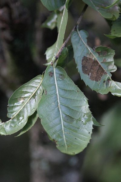 Quercus floribunda, photographed by Ramnarayan K