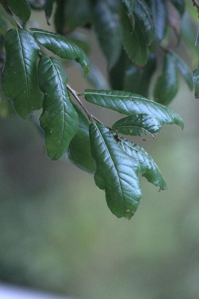 Quercus floribunda, photographed by Ramnarayan K