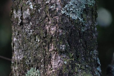 Quercus floribunda, photographed by Ramnarayan K