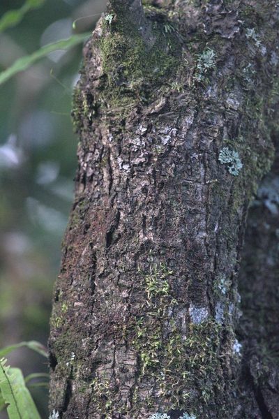 Quercus floribunda, photographed by Ramnarayan K