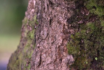 Quercus semecarpifolia, photographed by Ramnarayan K