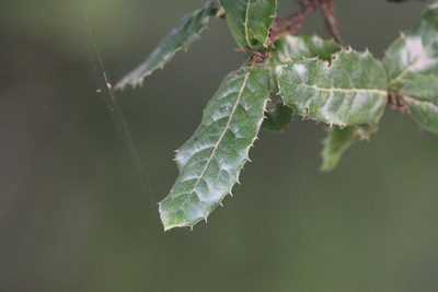 Quercus semecarpifolia, photographed by Ramnarayan K
