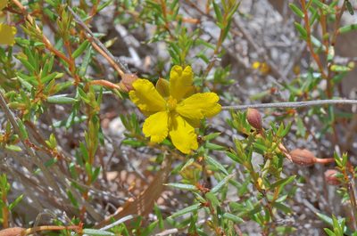 Hibbertia acicularis, photographed by James (Jim) Duggan