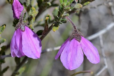 Tetratheca labillardierei, photographed by James (Jim) Duggan