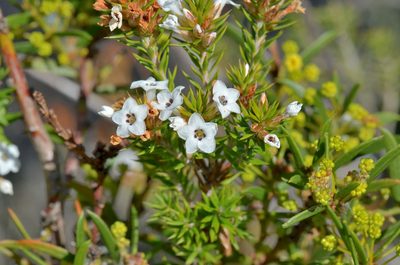 Epacris lanuginosa, photographed by James (Jim) Duggan