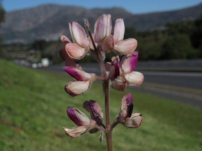 Lupinus pilosus, photographed by Jeremy Gilmore