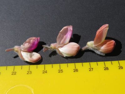 Lupinus pilosus, photographed by Jeremy Gilmore